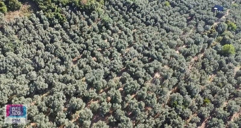 Bursa İznik Mustafalı Köyünde Göle Yakın Ulaşımı Kolay Zeytinlik - Görsel 4