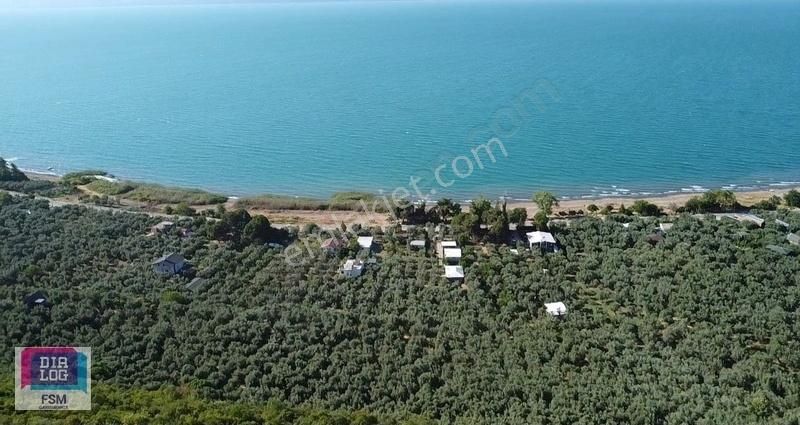 Bursa İznik Mustafalı Köyünde Göle Yakın Ulaşımı Kolay Zeytinlik - Görsel 24
