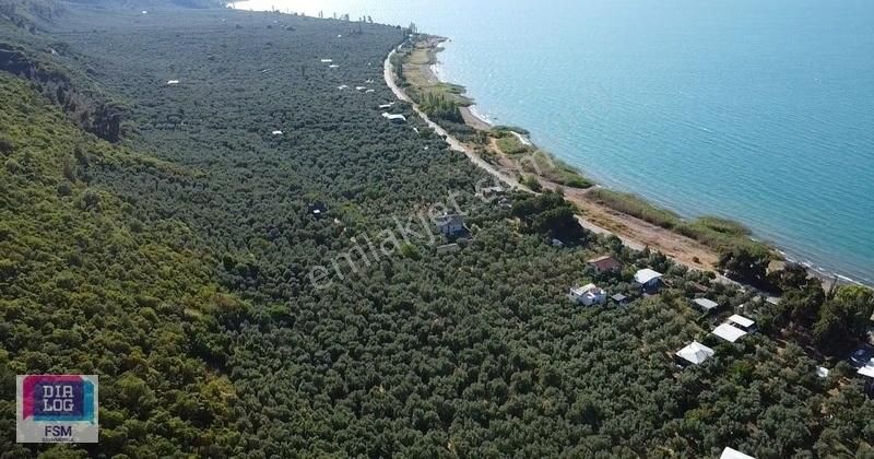 Bursa İznik Mustafalı Köyünde Göle Yakın Ulaşımı Kolay Zeytinlik - Görsel 23