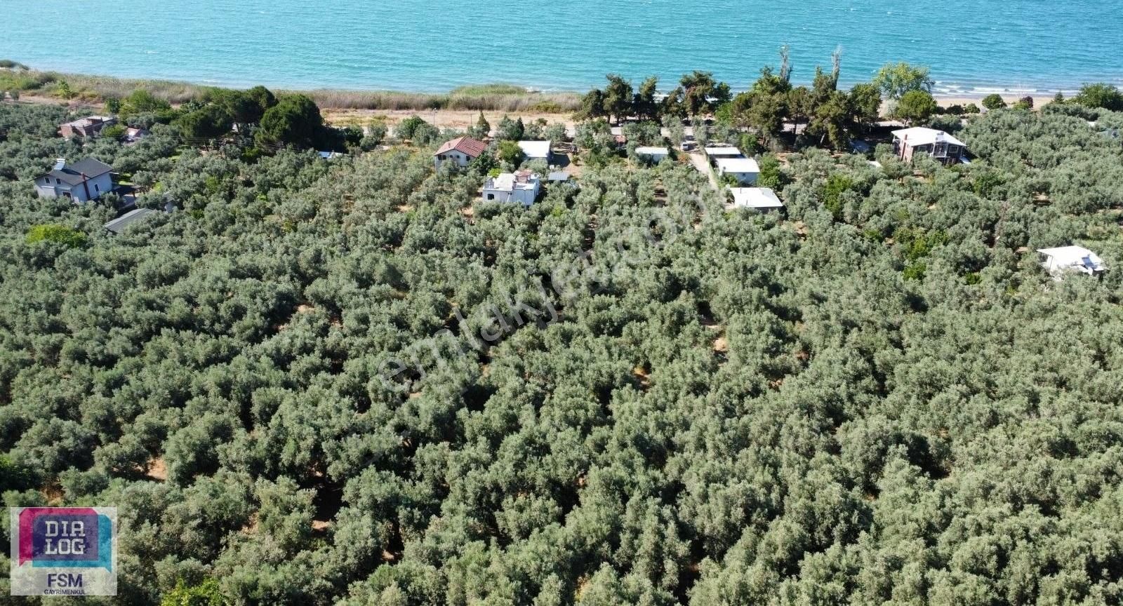 Bursa İznik Mustafalı Köyünde Göle Yakın Ulaşımı Kolay Zeytinlik