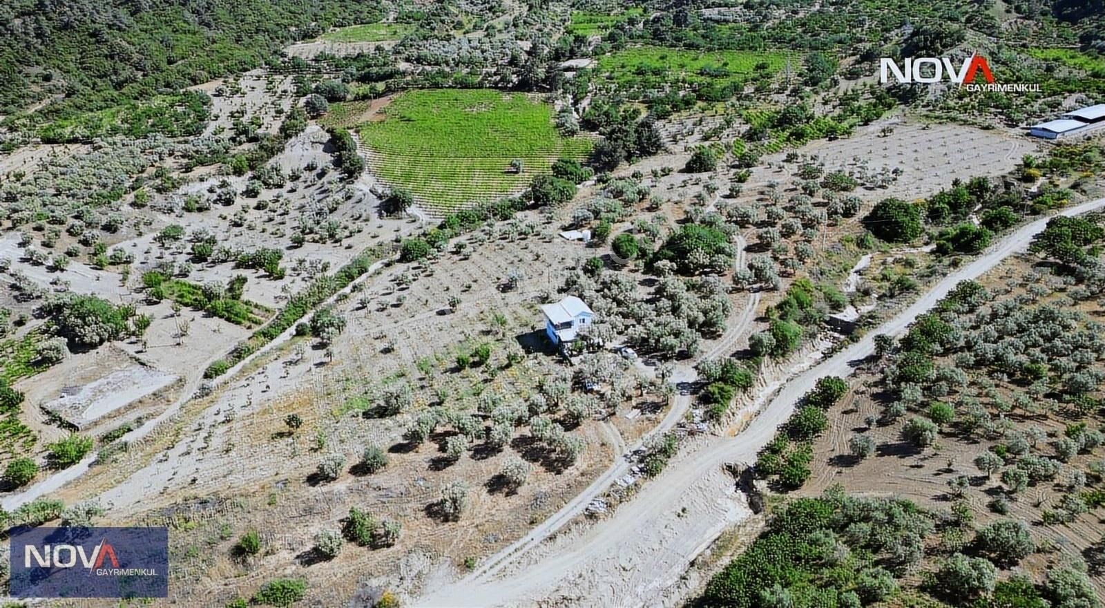 Nova'dan Kurudere Mahallesi'nde Satılık 1200 M2 Zeytinlik - Görsel 5