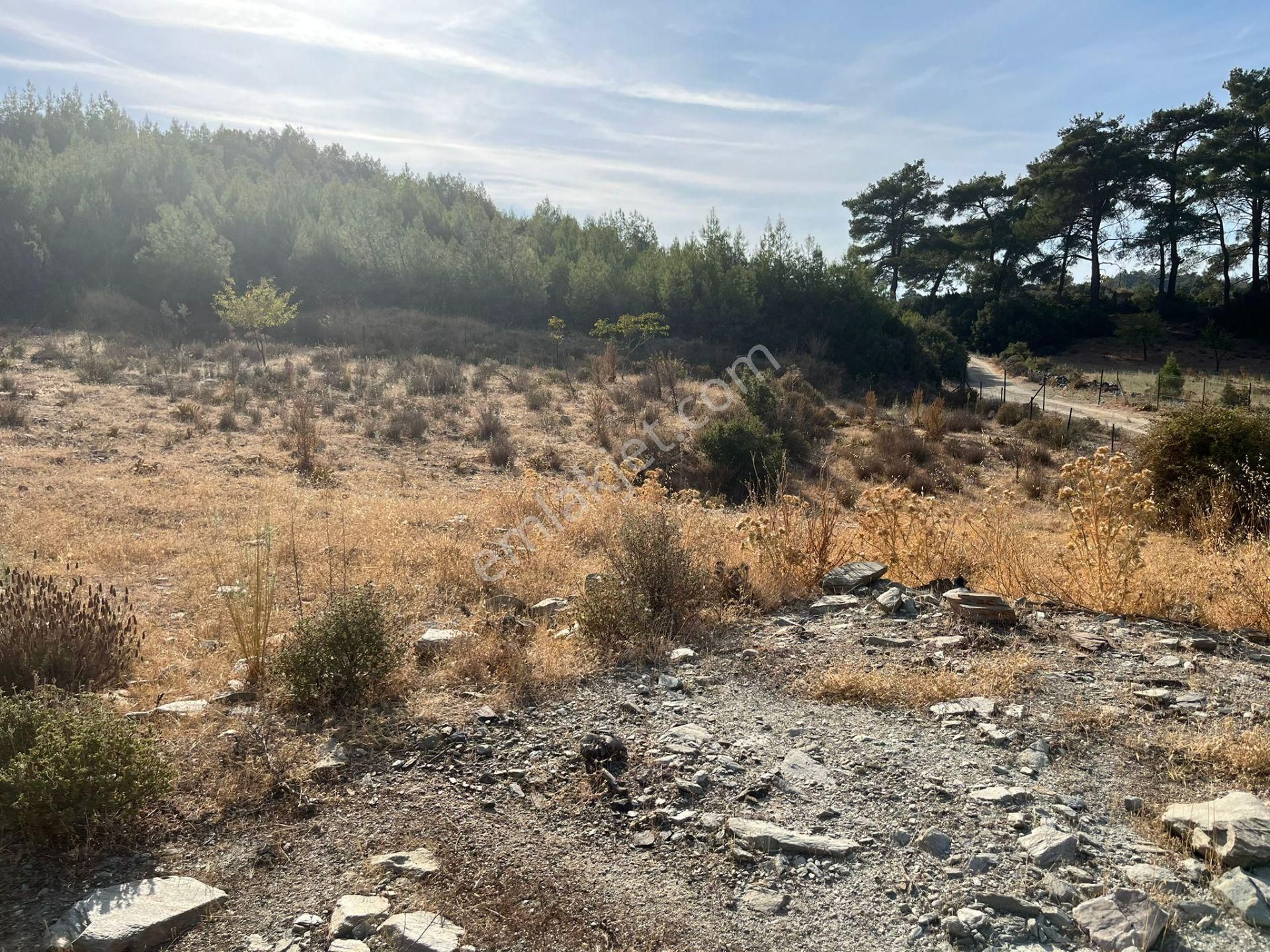 Ege’nin Huzurlu Doğasında, Milas Korucuk’ta Taş Ev Yapımına Uygun 2.158 M² Tarla - Görsel 7