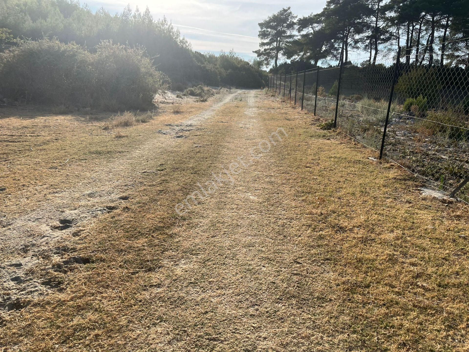 Ege’nin Huzurlu Doğasında, Milas Korucuk’ta Taş Ev Yapımına Uygun 2.158 M² Tarla - Görsel 6