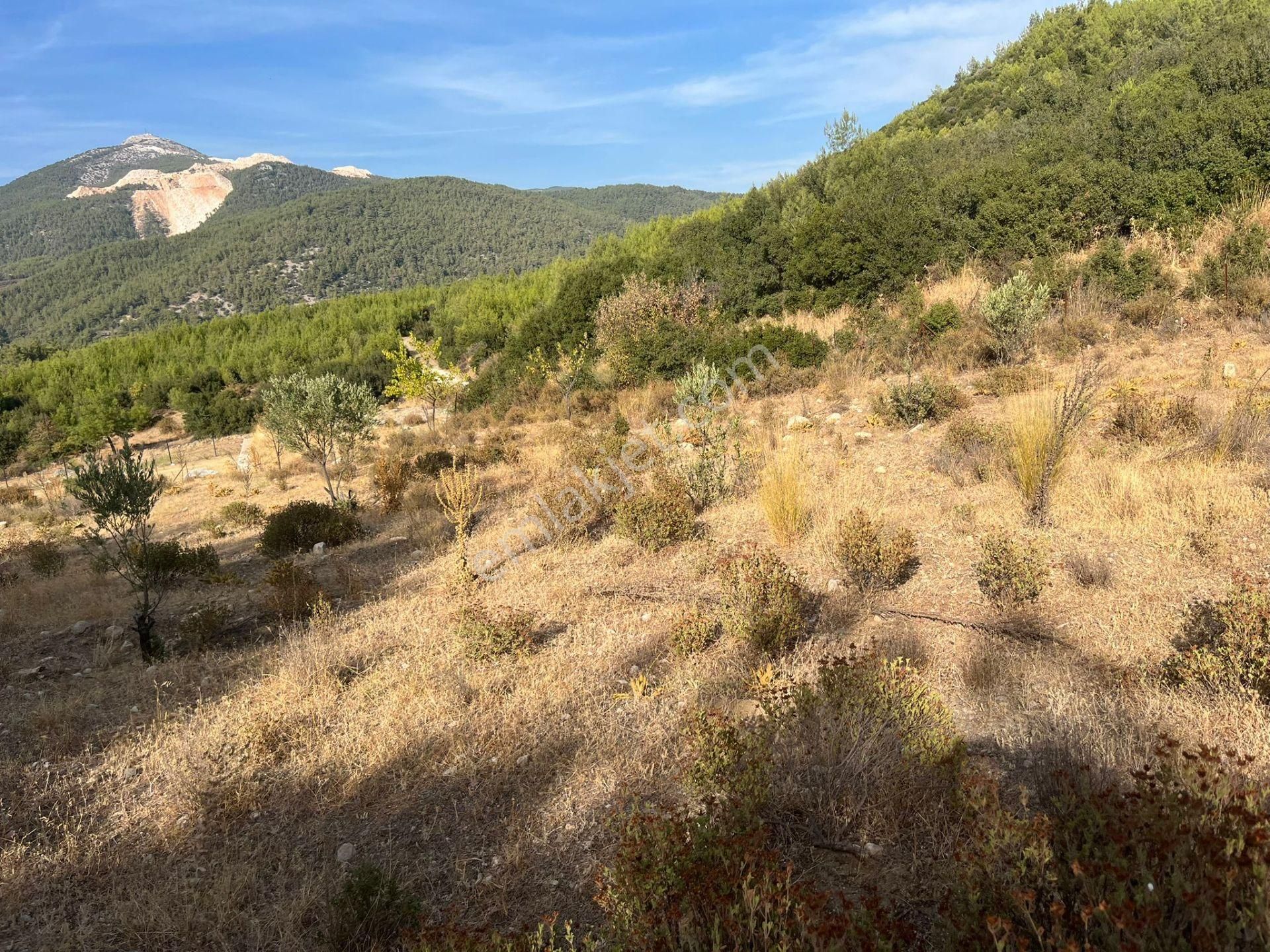 Ege’nin Huzurlu Doğasında, Milas Korucuk’ta Taş Ev Yapımına Uygun 2.158 M² Tarla - Görsel 25