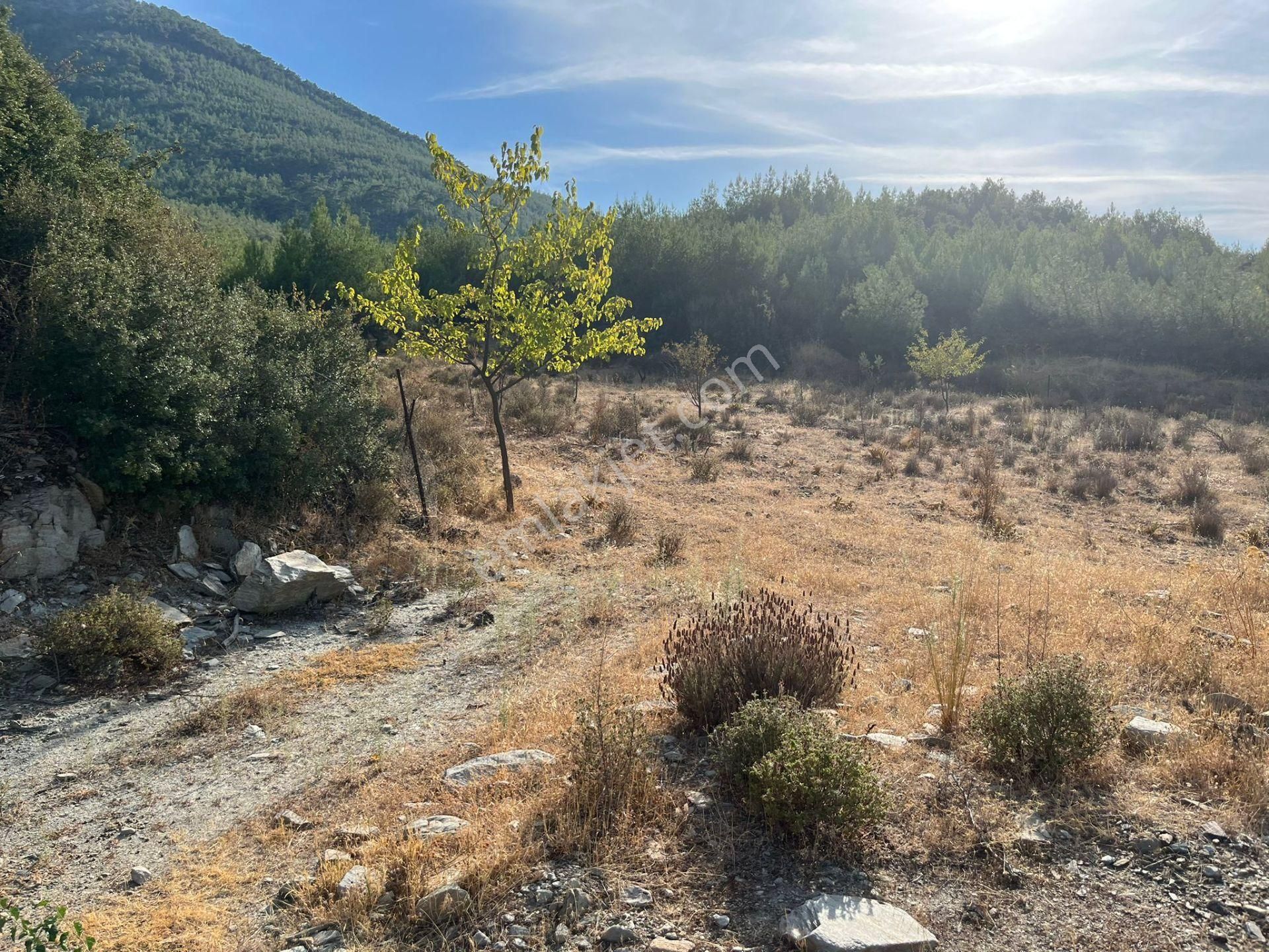 Ege’nin Huzurlu Doğasında, Milas Korucuk’ta Taş Ev Yapımına Uygun 2.158 M² Tarla - Görsel 8