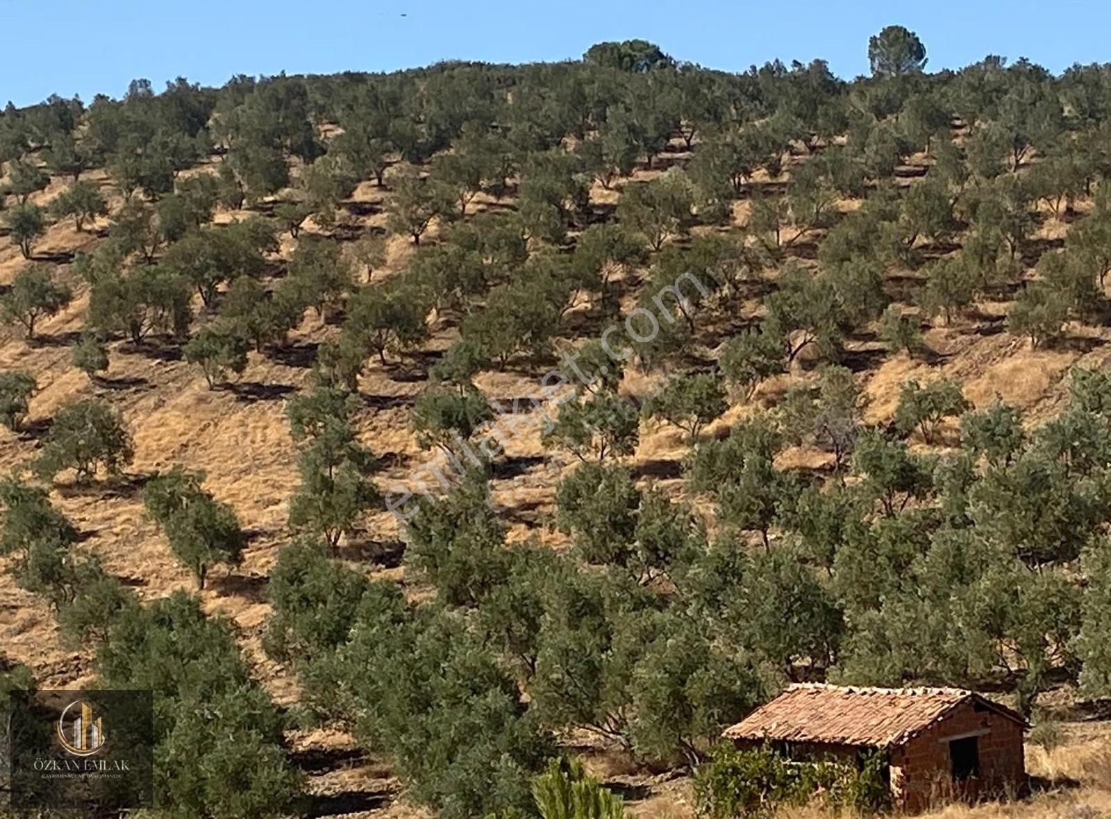 Özkan Emlaktan Işıklar Köyünde Satılık Ev Ve Zeytin Bahçesi - Görsel 2