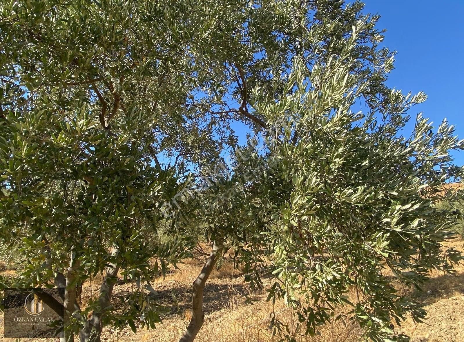 Özkan Emlaktan Işıklar Köyünde Satılık Ev Ve Zeytin Bahçesi - Görsel 7