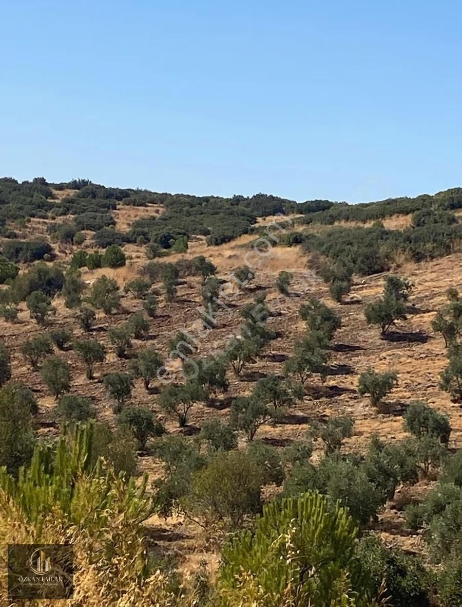 Özkan Emlaktan Işıklar Köyünde Satılık Ev Ve Zeytin Bahçesi - Görsel 3