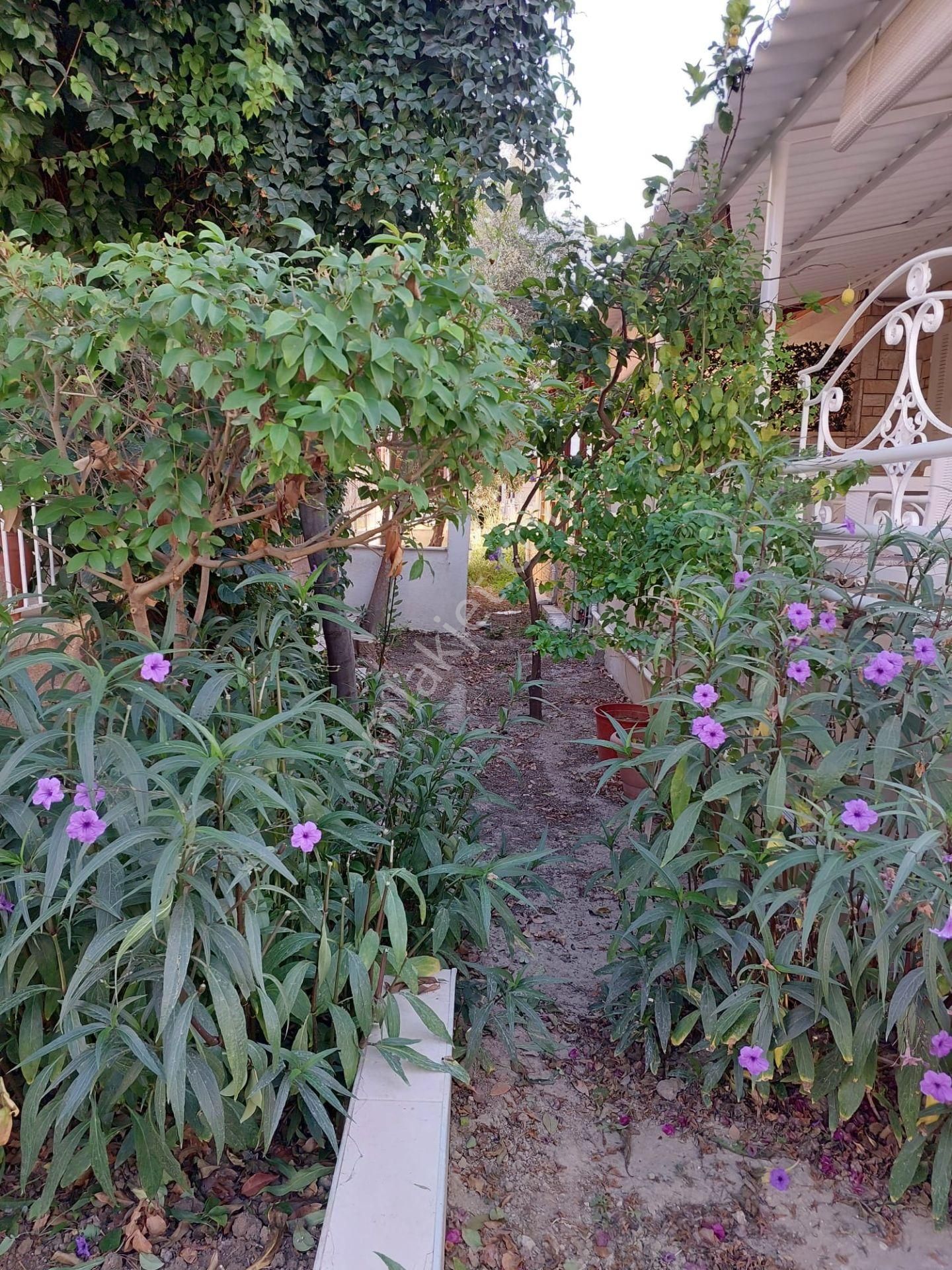 Karaova'da Denize 100 Metre Yazlık - Görsel 2