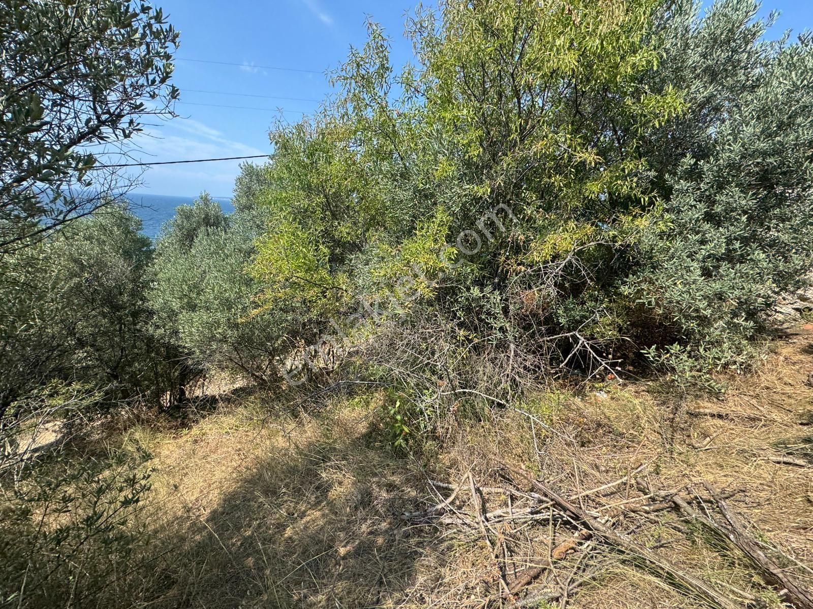 Tırpan Gayrimenkulden Kumyaka'da 2000m2 Deniz Manzaralı Satılık Zeytinlik - Görsel 6