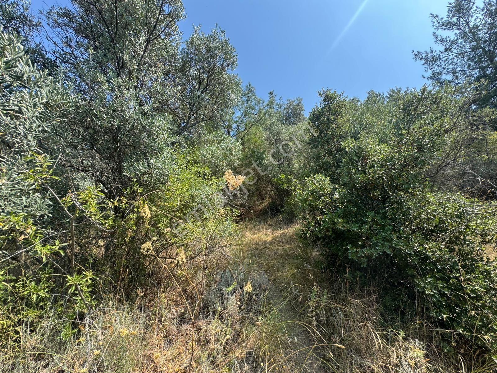 Tırpan Gayrimenkulden Kumyaka'da 2000m2 Deniz Manzaralı Satılık Zeytinlik - Görsel 4