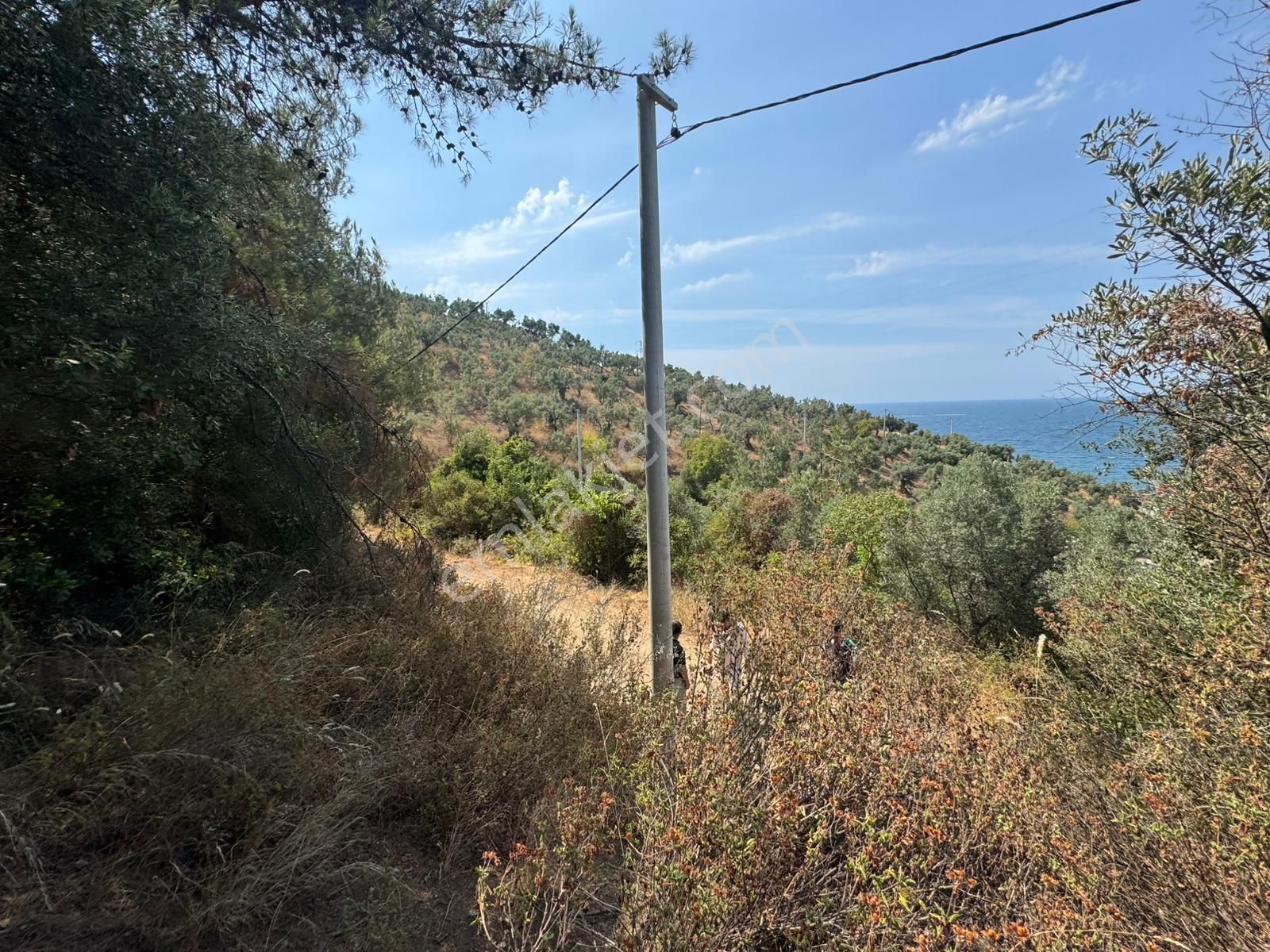 Tırpan Gayrimenkulden Kumyaka'da 2000m2 Deniz Manzaralı Satılık Zeytinlik - Görsel 13