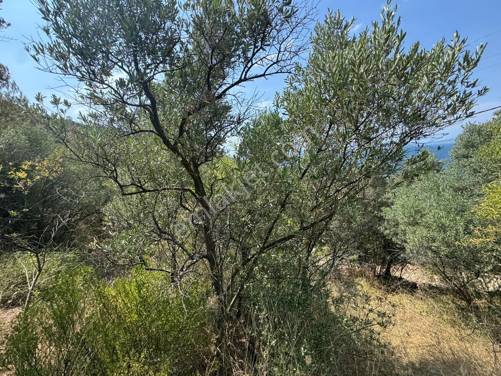 Tırpan Gayrimenkulden Kumyaka'da 2000m2 Deniz Manzaralı Satılık Zeytinlik - Görsel 5