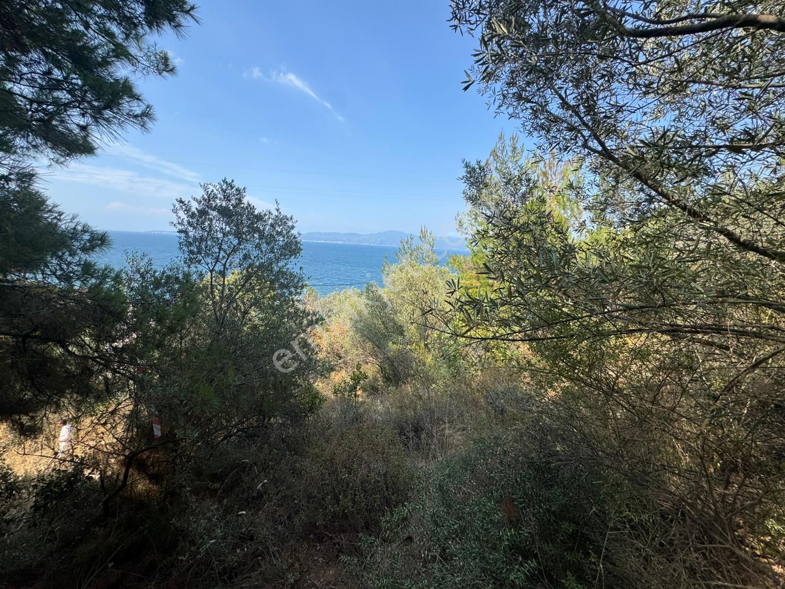 Tırpan Gayrimenkulden Kumyaka'da 2000m2 Deniz Manzaralı Satılık Zeytinlik - Görsel 16