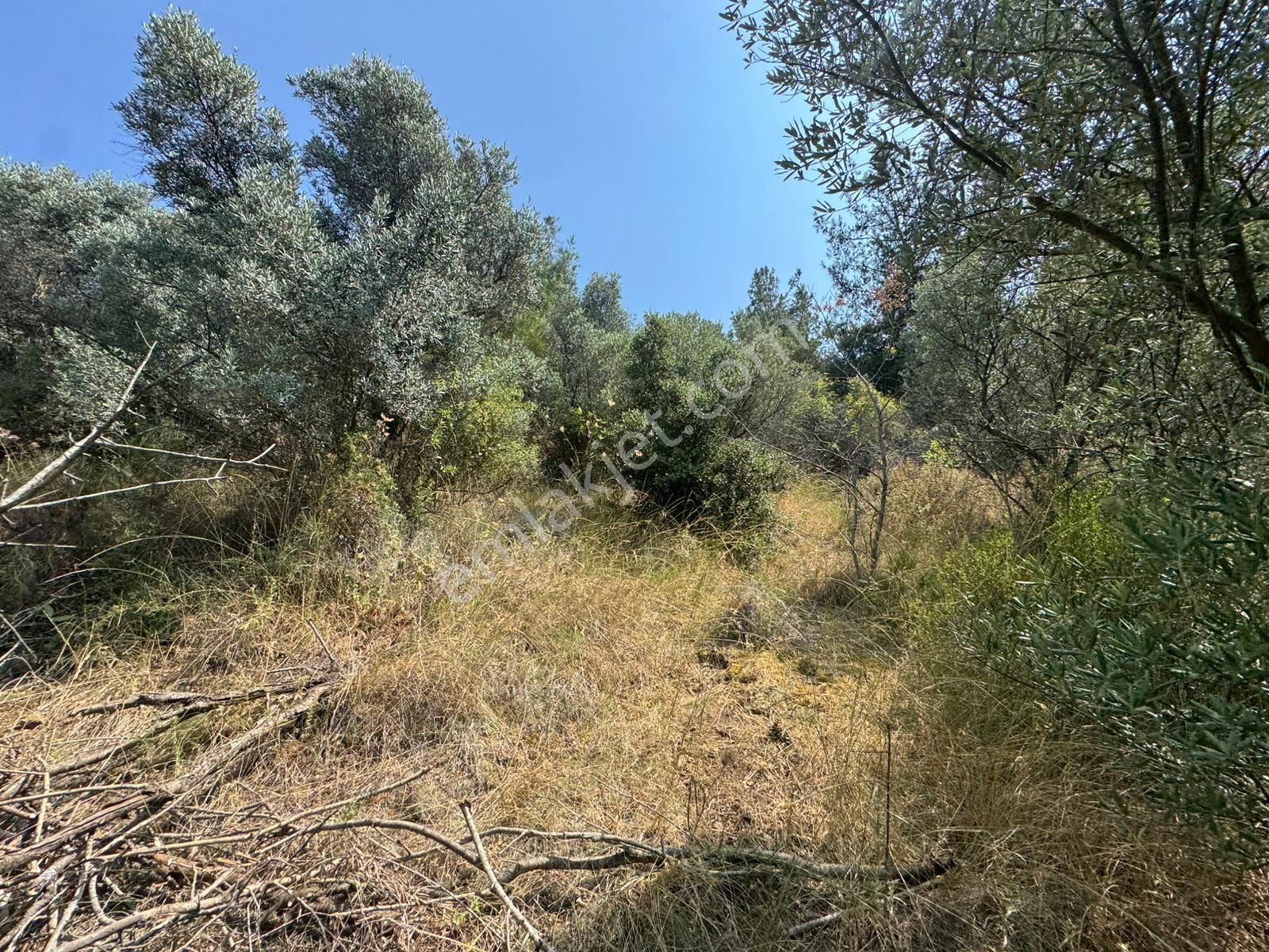 Tırpan Gayrimenkulden Kumyaka'da 2000m2 Deniz Manzaralı Satılık Zeytinlik - Görsel 2