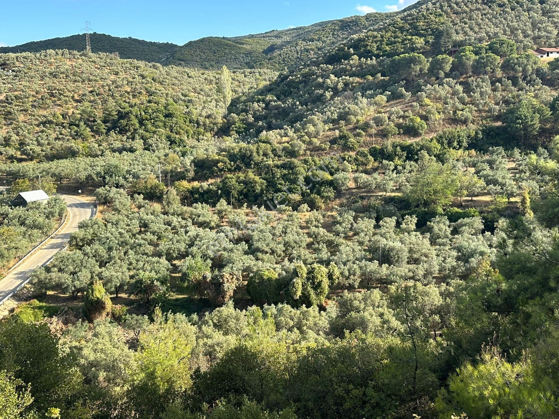 Tırpan Gayrimenkulden Kumyaka^da Asfalta Cephe 6 Dönüm Satılık Zeytinlik - Görsel 6