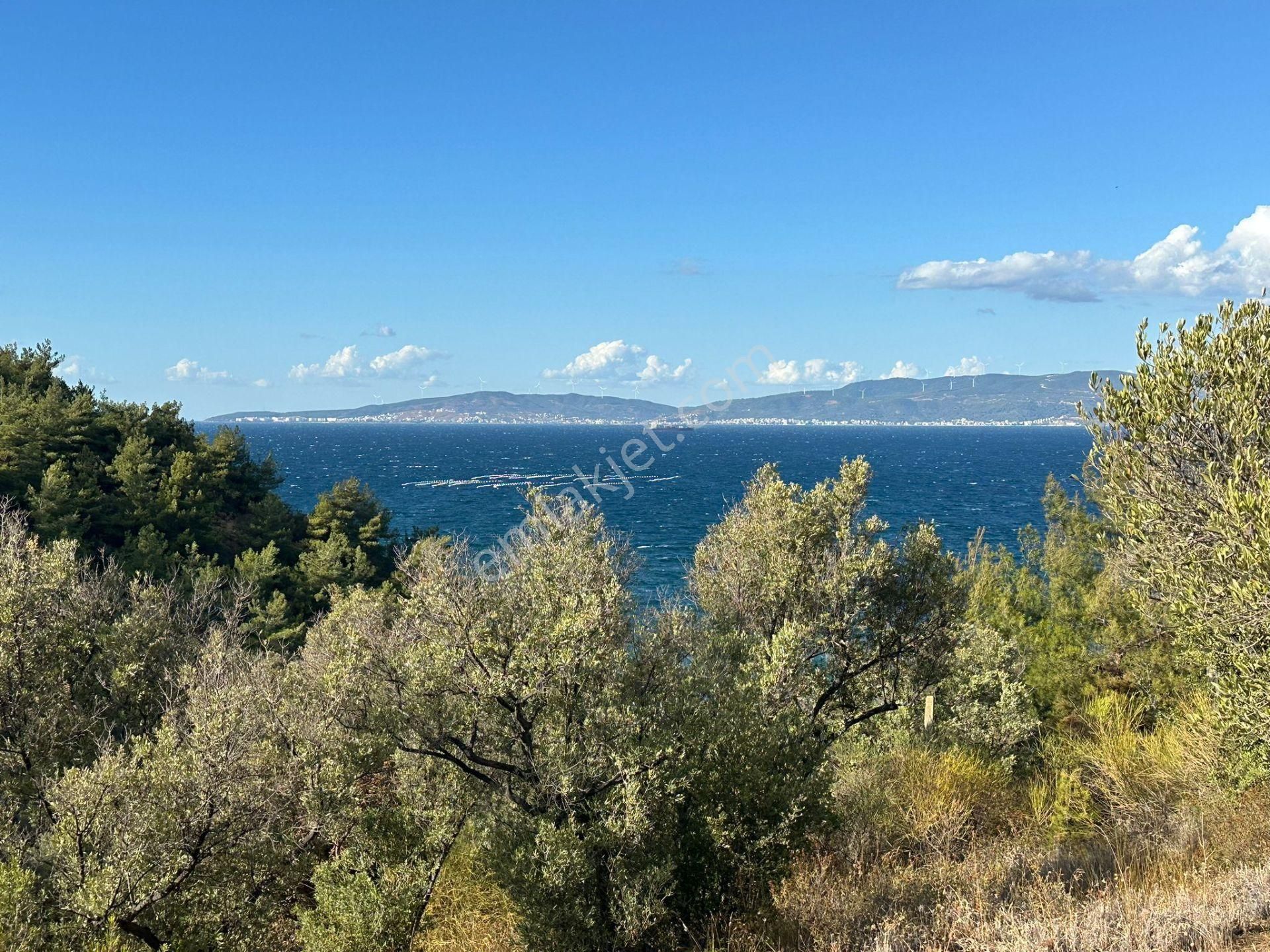 Tırpan Gayrimenkulden Kumyaka^da Asfalta Cephe 6 Dönüm Satılık Zeytinlik - Görsel 4