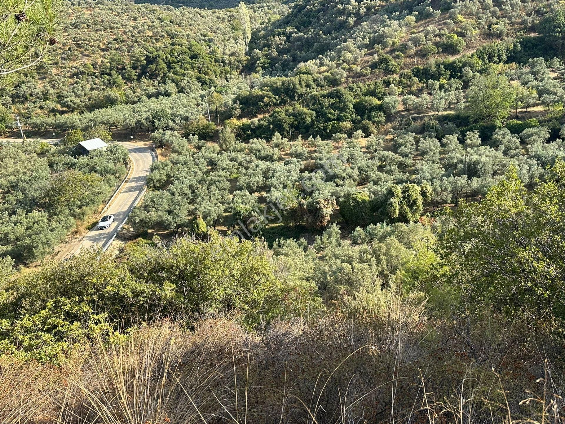 Tırpan Gayrimenkulden Kumyaka^da Asfalta Cephe 6 Dönüm Satılık Zeytinlik - Görsel 9