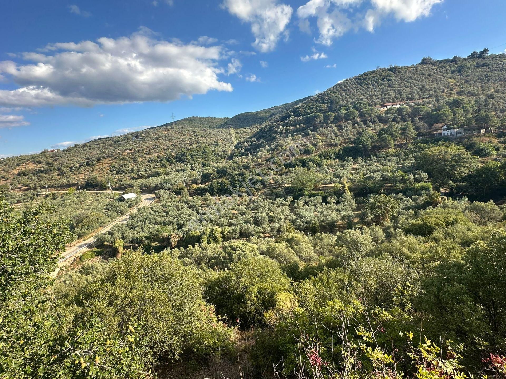 Tırpan Gayrimenkulden Kumyaka^da Asfalta Cephe 6 Dönüm Satılık Zeytinlik - Görsel 2