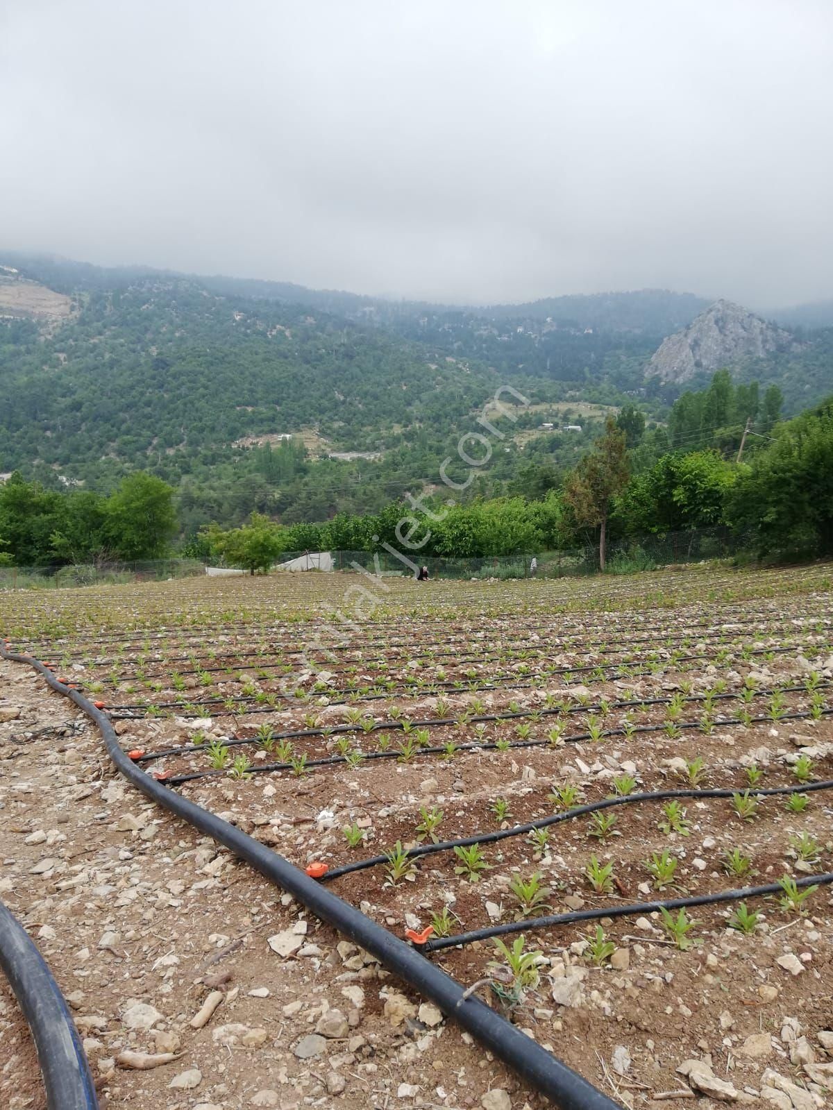 Konyaaltı Doyranda Satılık 5460m2 Tek Tapu Ev Ve Bahçe - Görsel 8