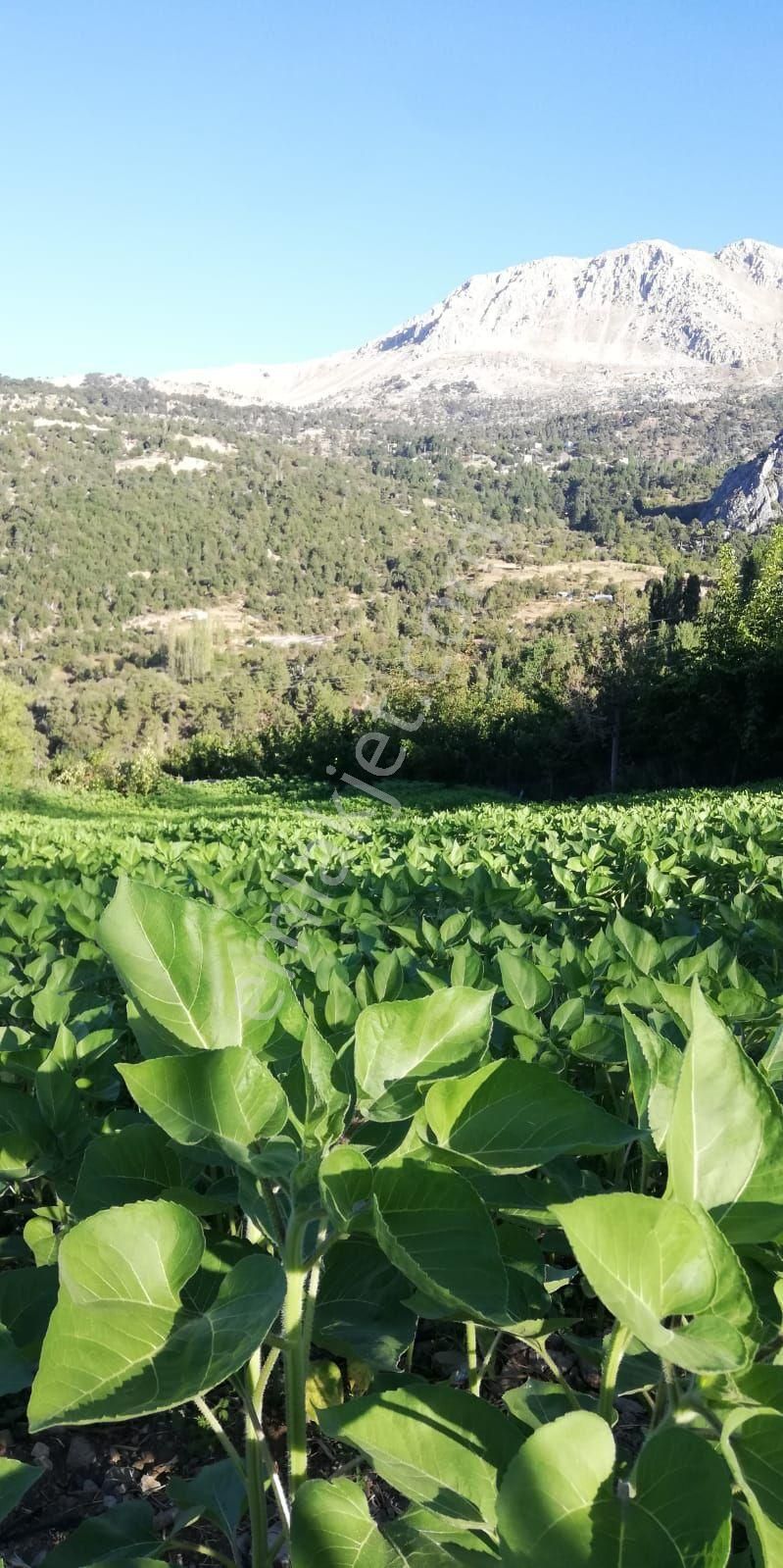 Konyaaltı Doyranda Satılık 5460m2 Tek Tapu Ev Ve Bahçe - Görsel 12