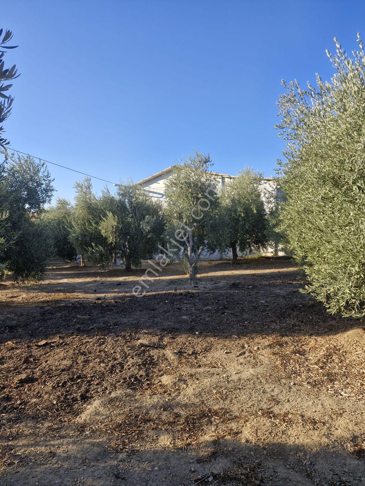 Satılık Müstakil Ev Ve Arsası - Görsel 14