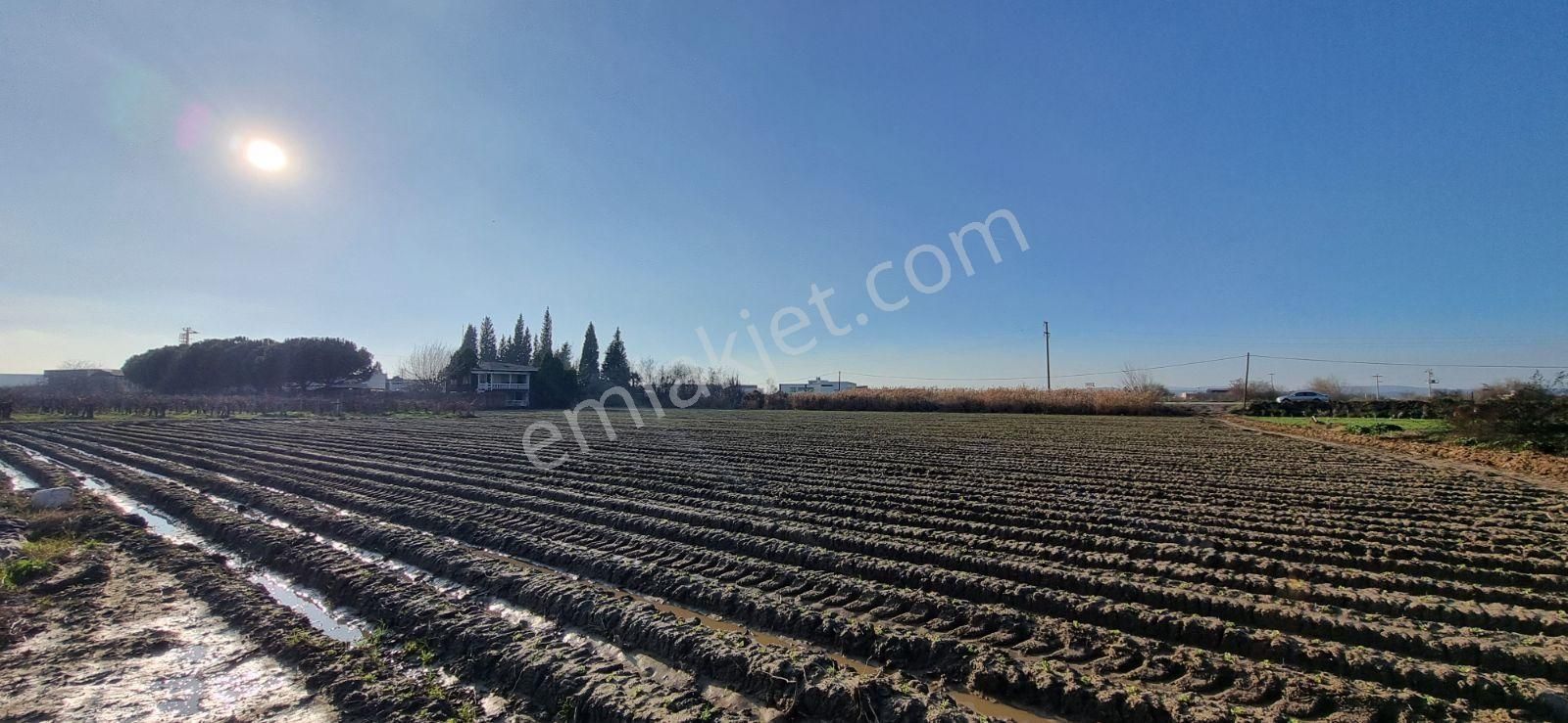 İzmir Menemen Çavuş Köyde Satılık 5460 M2 Bağ - Görsel 13