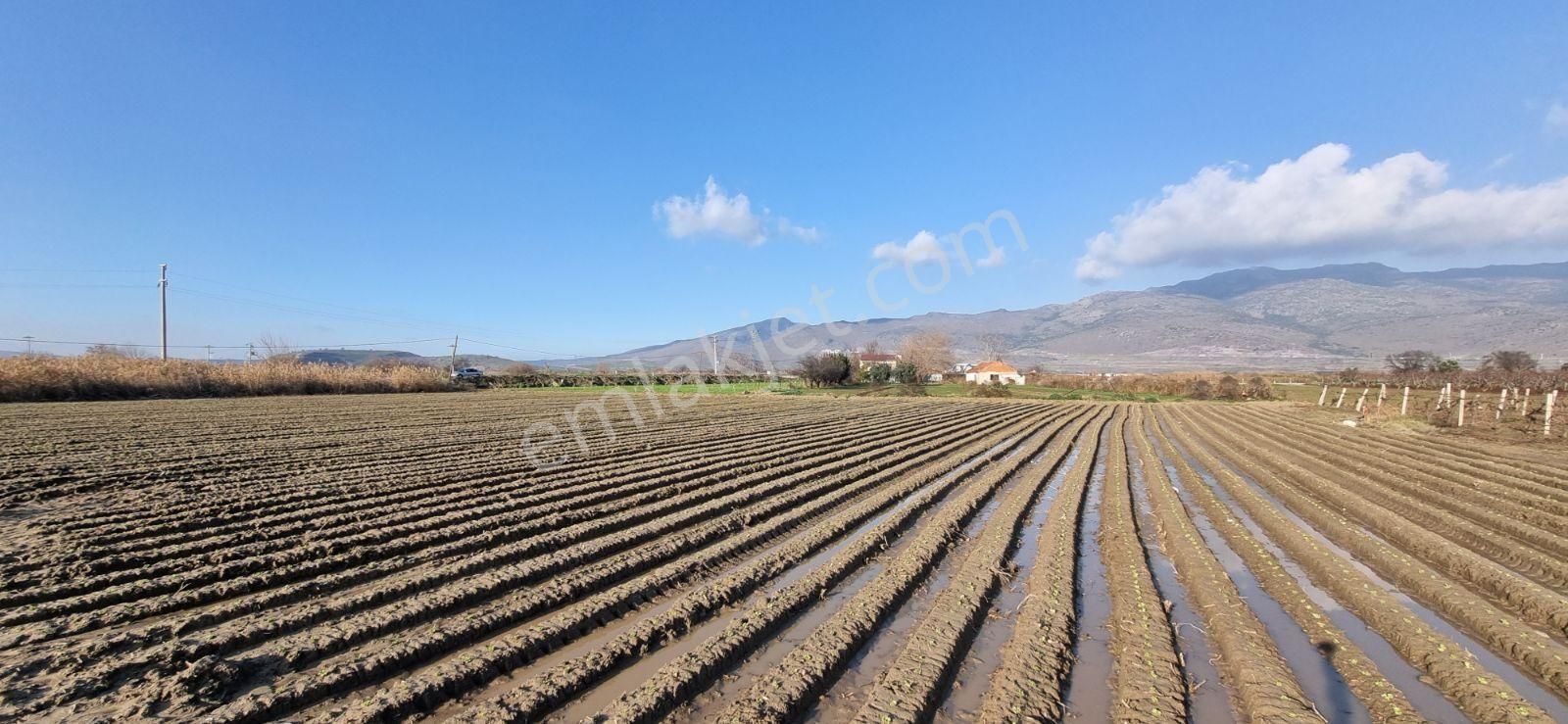 İzmir Menemen Çavuş Köyde Satılık 5460 M2 Bağ - Görsel 22