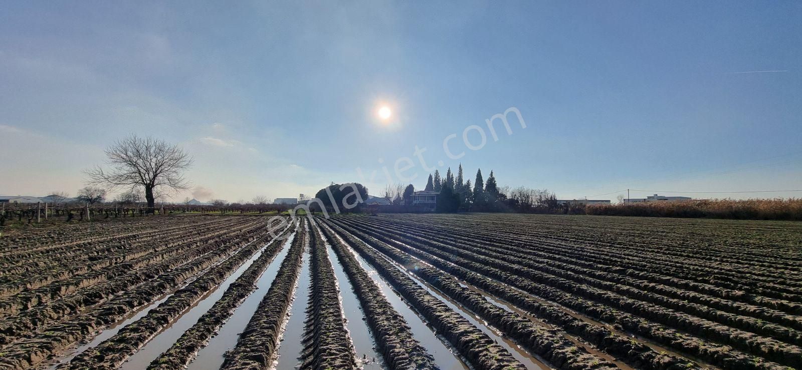 İzmir Menemen Çavuş Köyde Satılık 5460 M2 Bağ - Görsel 19