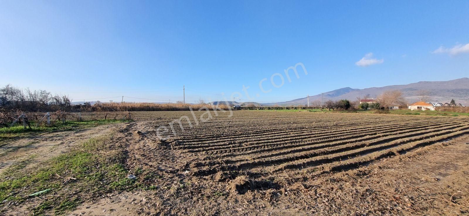 İzmir Menemen Çavuş Köyde Satılık 5460 M2 Bağ - Görsel 10
