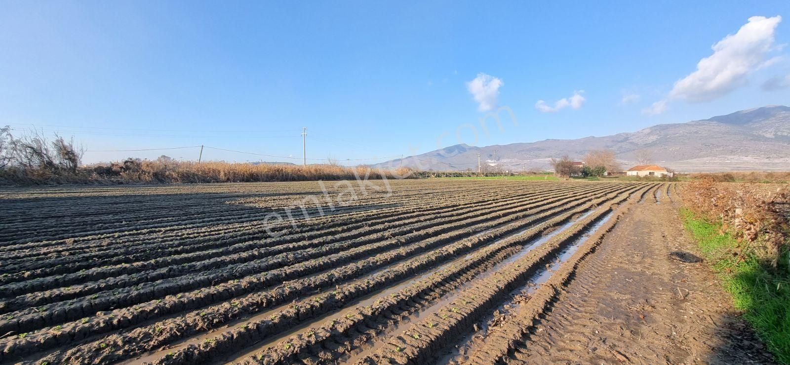 İzmir Menemen Çavuş Köyde Satılık 5460 M2 Bağ - Görsel 2