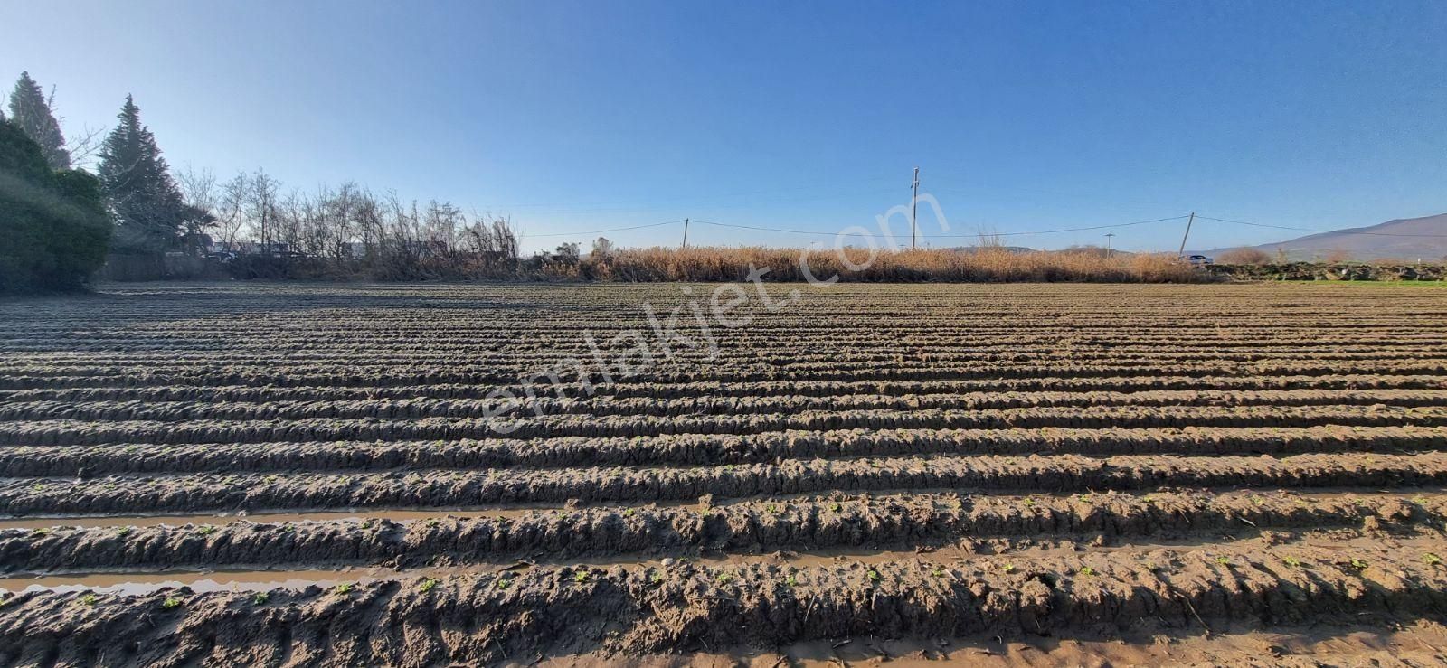İzmir Menemen Çavuş Köyde Satılık 5460 M2 Bağ - Görsel 15