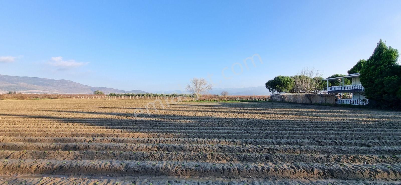 İzmir Menemen Çavuş Köyde Satılık 5460 M2 Bağ - Görsel 25