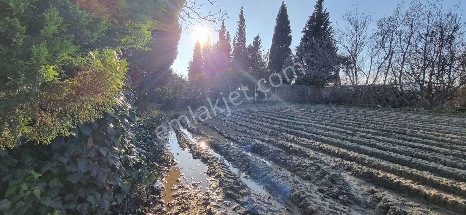 İzmir Menemen Çavuş Köyde Satılık 5460 M2 Bağ - Görsel 27