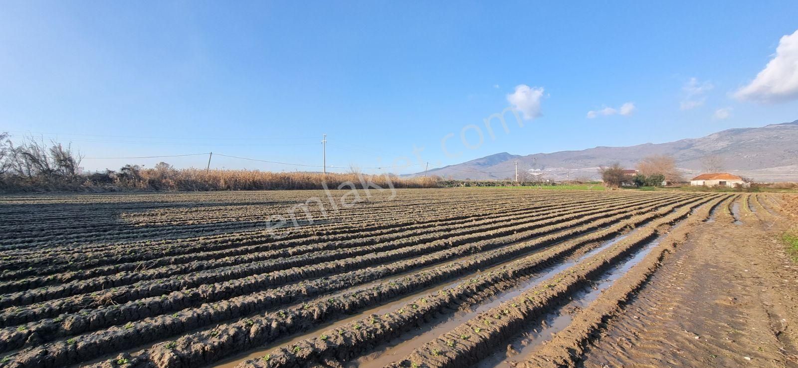 İzmir Menemen Çavuş Köyde Satılık 5460 M2 Bağ - Görsel 26