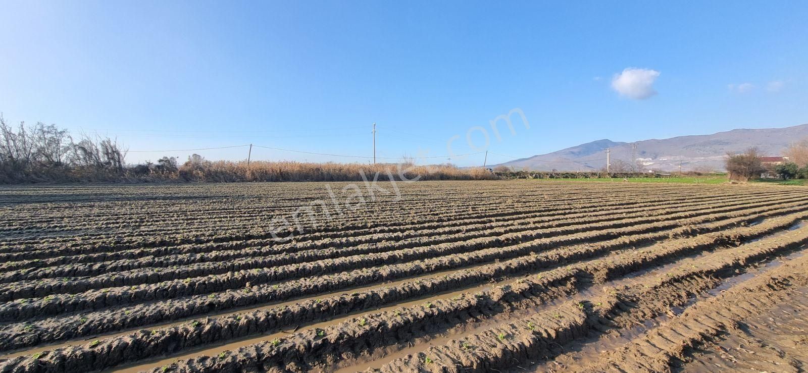İzmir Menemen Çavuş Köyde Satılık 5460 M2 Bağ - Görsel 34
