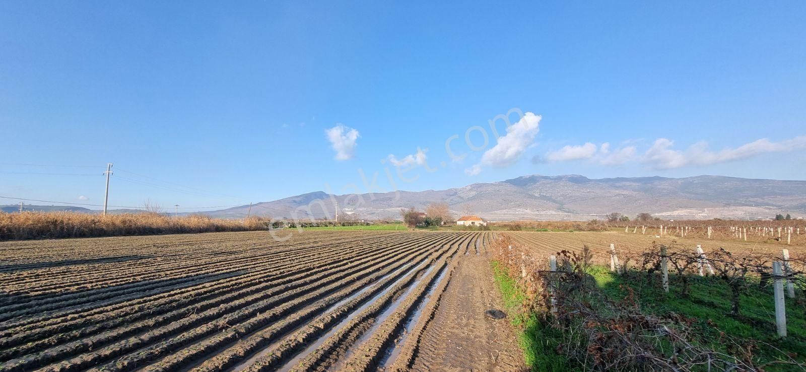 İzmir Menemen Çavuş Köyde Satılık 5460 M2 Bağ - Görsel 35