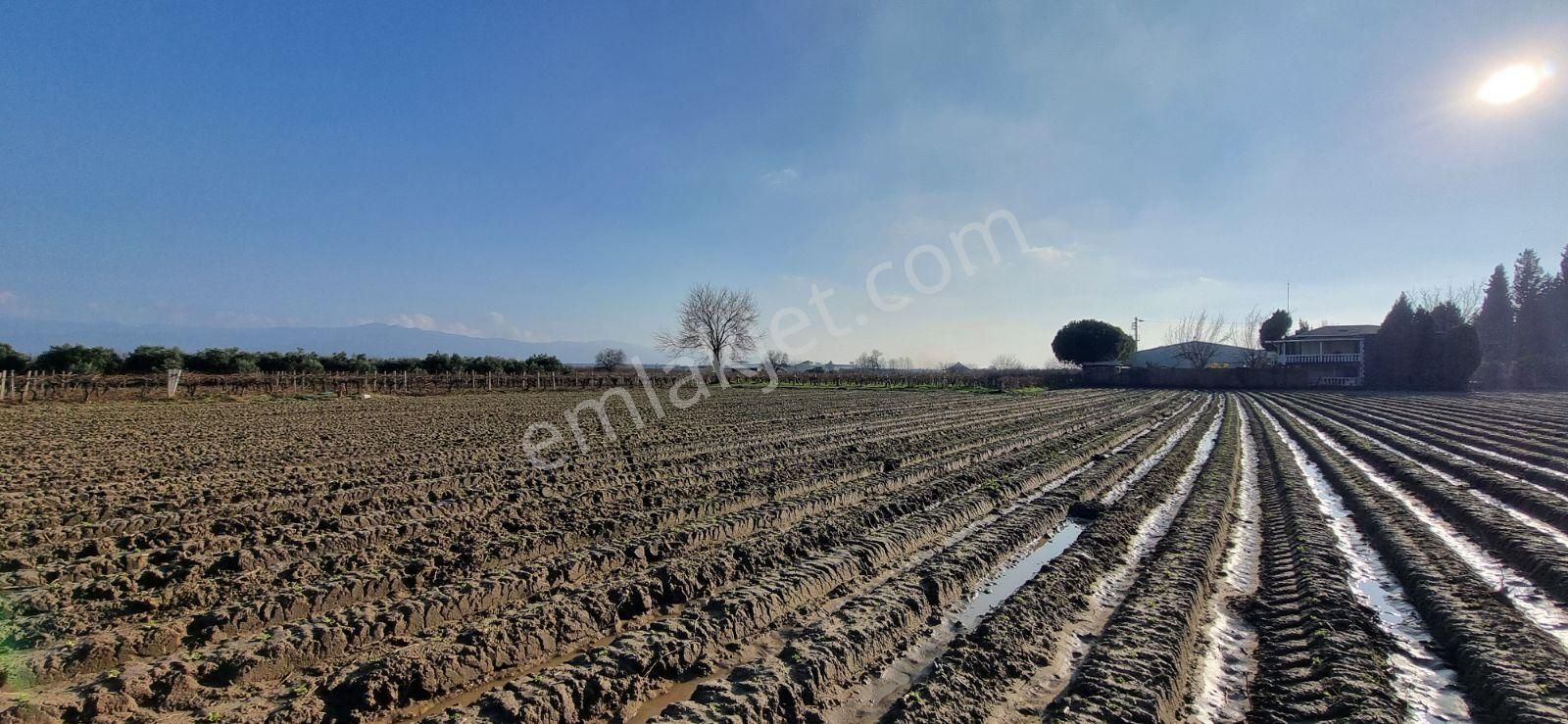 İzmir Menemen Çavuş Köyde Satılık 5460 M2 Bağ - Görsel 11