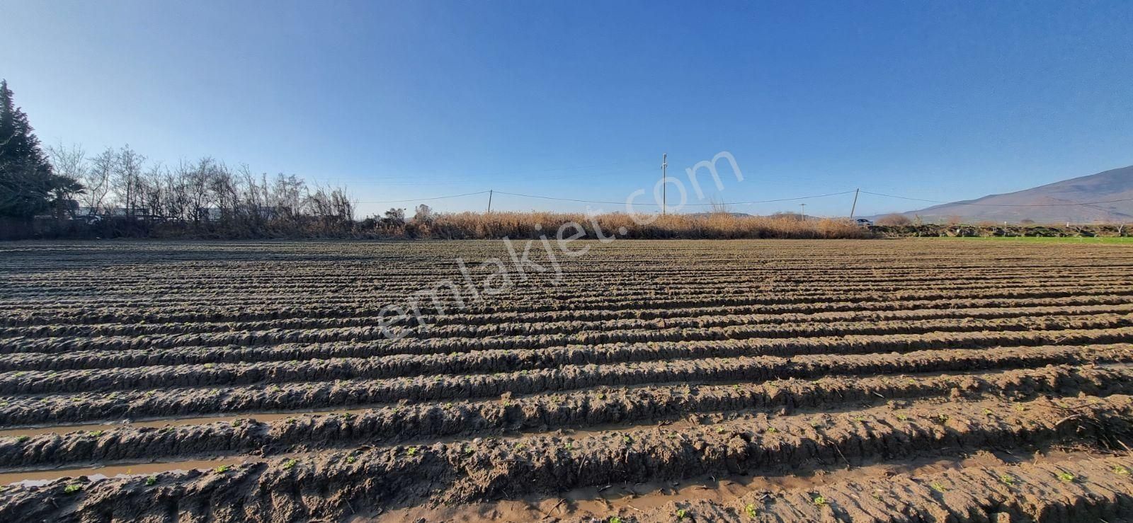 İzmir Menemen Çavuş Köyde Satılık 5460 M2 Bağ - Görsel 24