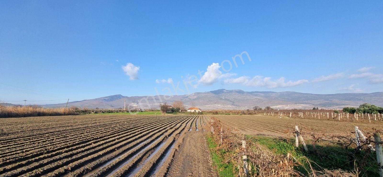 İzmir Menemen Çavuş Köyde Satılık 5460 M2 Bağ - Görsel 32