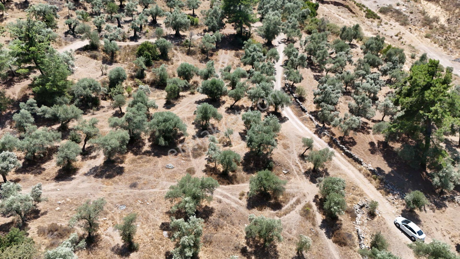 Milas Karşıyaka 462 M² Satılık Zeytinlik - Görsel 11