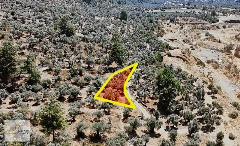 Milas Karşıyaka 462 M² Satılık Zeytinlik - Görsel 7