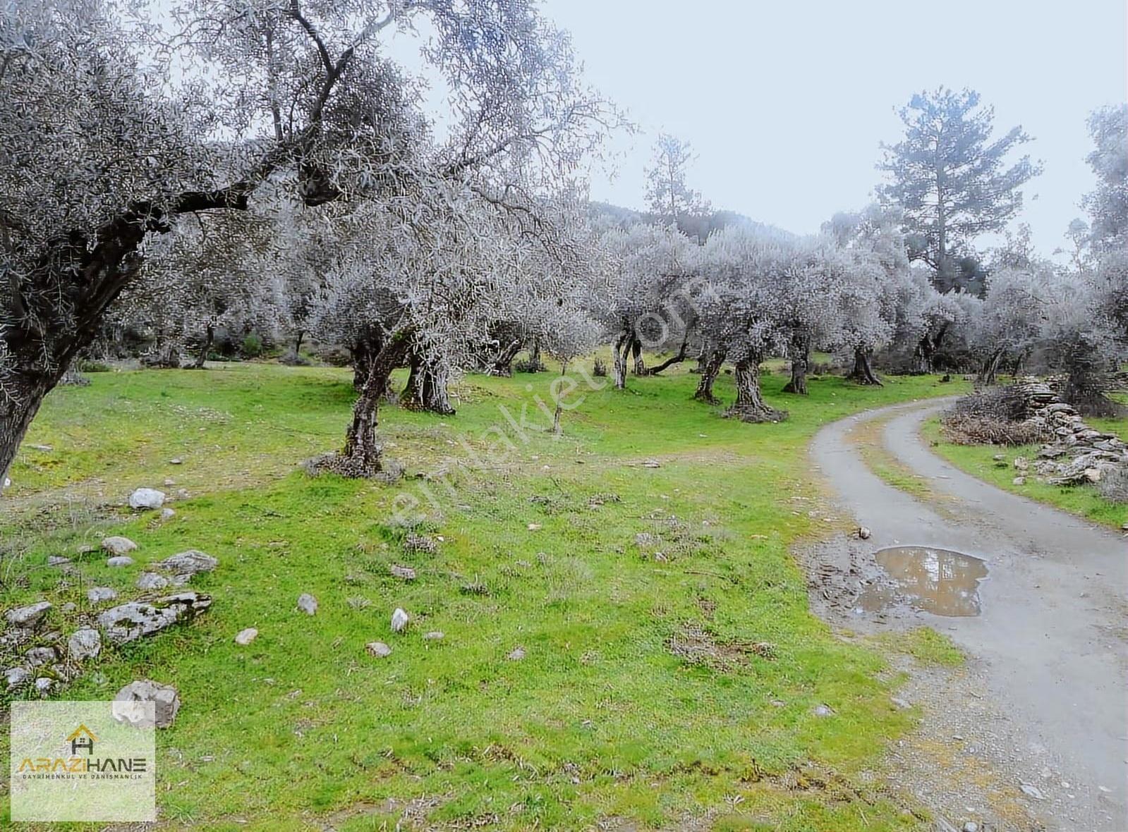 Milas Karşıyaka 462 M² Satılık Zeytinlik - Görsel 4
