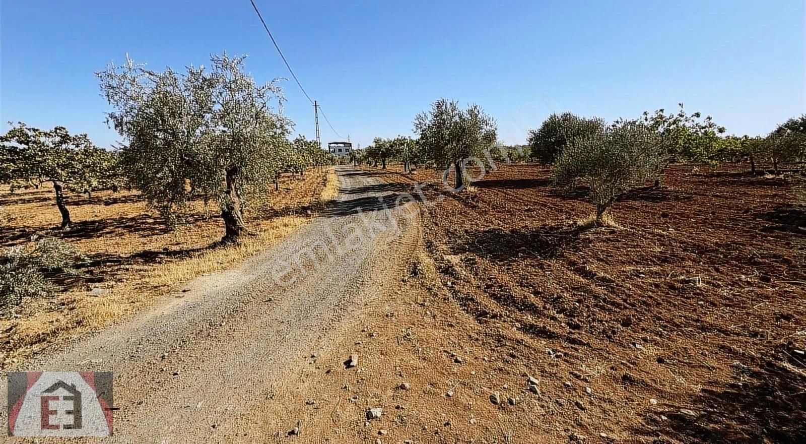Yol Su Elektrik Var Böyle Fırsat Yok - Görsel 2