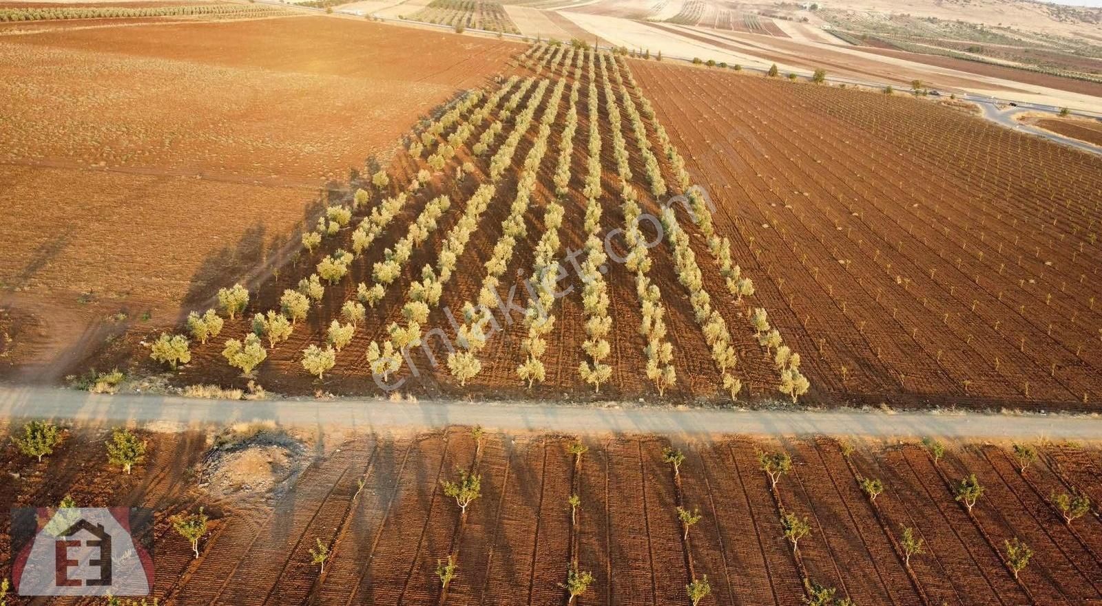 Kilis-antep Asfalt Üzeri Mülk 26 Dönüm - Görsel 2