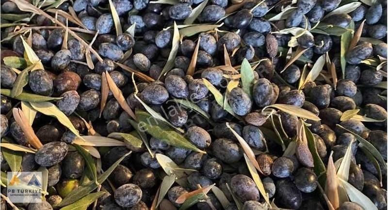 Bodrum Merkeze Yakın Bahçeyaka Mevkiinde Satılık Zeytin Bahçesi