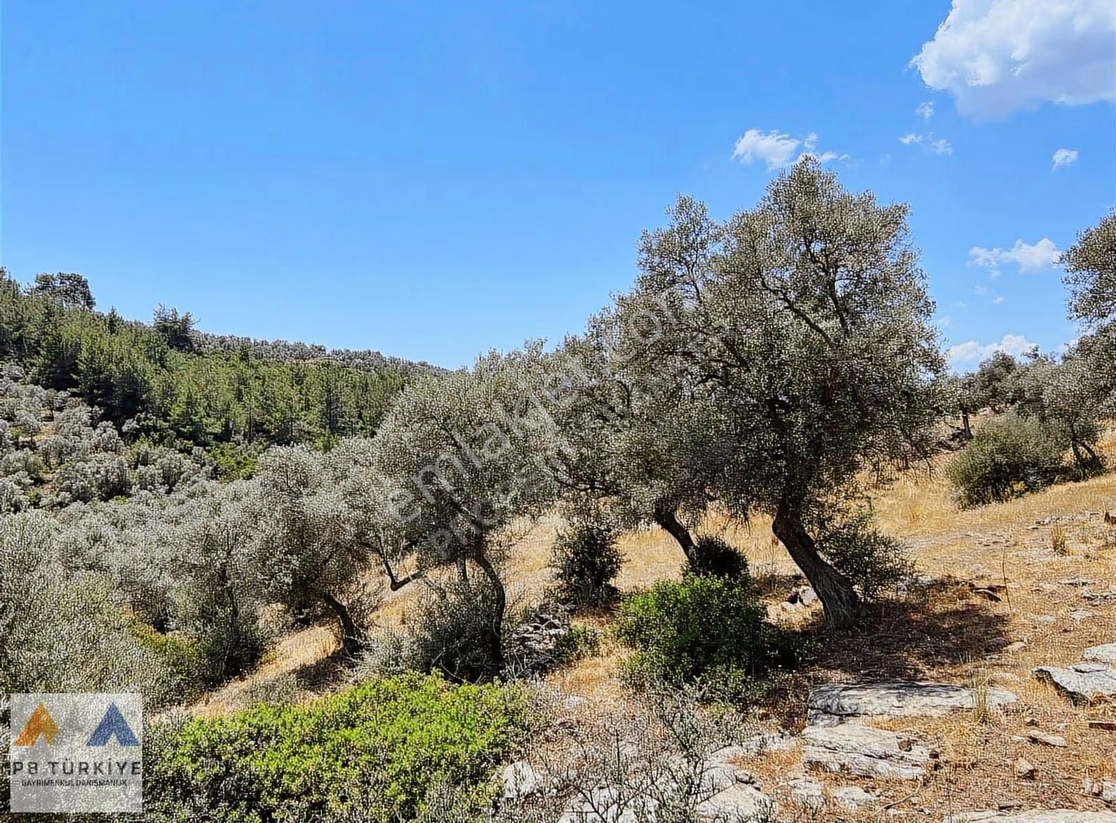 Bodrum Merkeze Yakın Bahçeyaka Mevkiinde Satılık Zeytin Bahçesi - Görsel 2