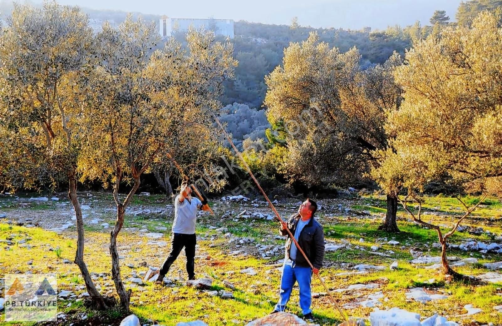 Bodrum Merkeze Yakın Bahçeyaka Mevkiinde Satılık Zeytin Bahçesi - Görsel 4