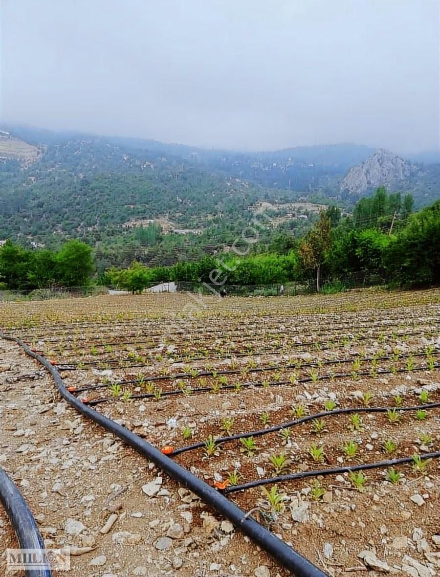 Konyaaltı Doyranda Satılık 5460m2 Tek Tapu Ev Ve Bahçe - Görsel 6