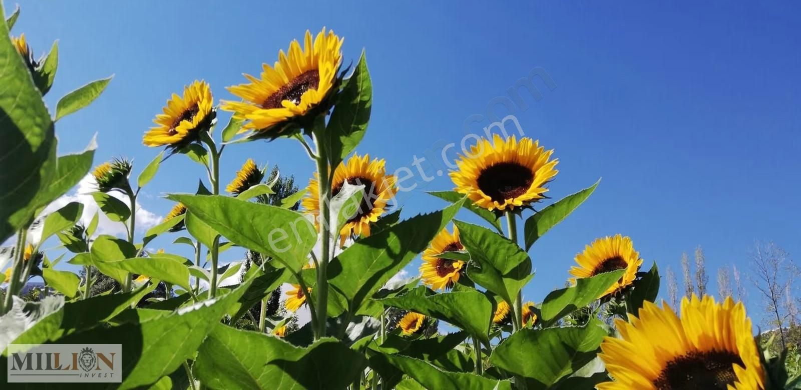 Konyaaltı Doyranda Satılık 5460m2 Tek Tapu Ev Ve Bahçe - Görsel 4